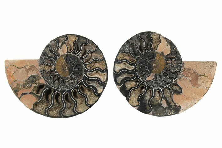 Cut & Polished Ammonite Fossil - Unusual Black Color #250449